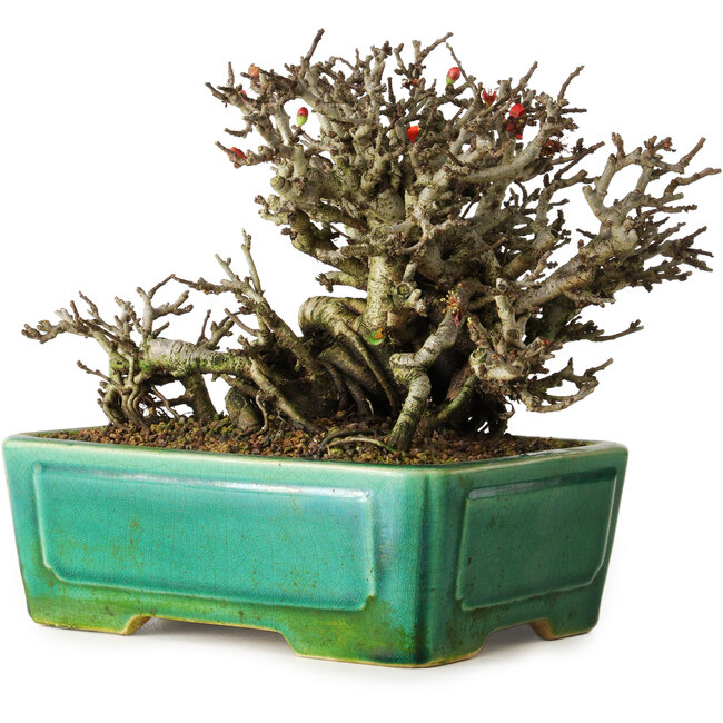 Chaenomeles speciosa Chojubai, 17 cm, ± 25 jaar oud, in een Yixing pot