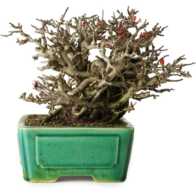 Chaenomeles speciosa Chojubai, 17 cm, ± 25 ans, dans un pot Yixing