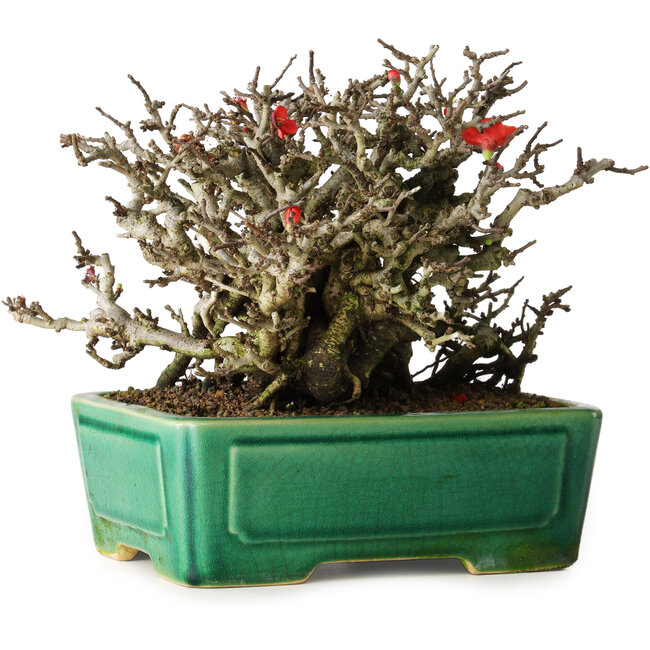 Chaenomeles speciosa Chojubai, 17 cm, ± 25 años, en una olla Yixing