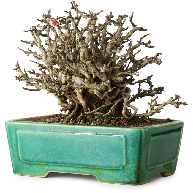 Chaenomeles speciosa Chojubai, 17 cm, ± 25 ans, dans un pot Yixing