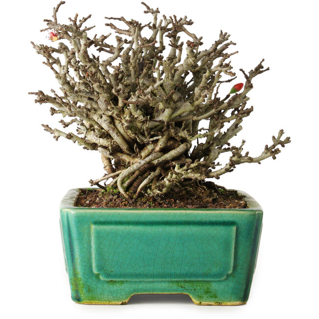 Chaenomeles speciosa Chojubai, 17 cm, ± 25 años, en una olla Yixing