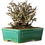 Chaenomeles speciosa Chojubai, 17 cm, ± 25 jaar oud, in een Yixing pot