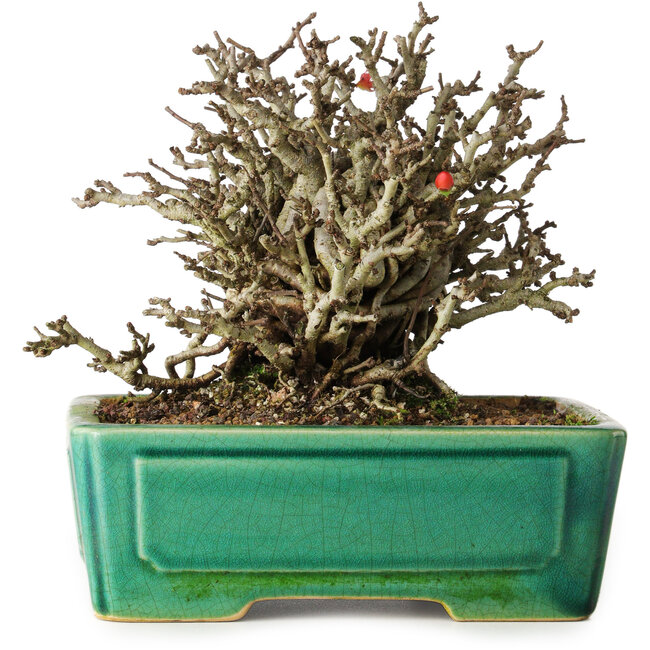 Chaenomeles speciosa Chojubai, 17 cm, ± 25 jaar oud, in een Yixing pot