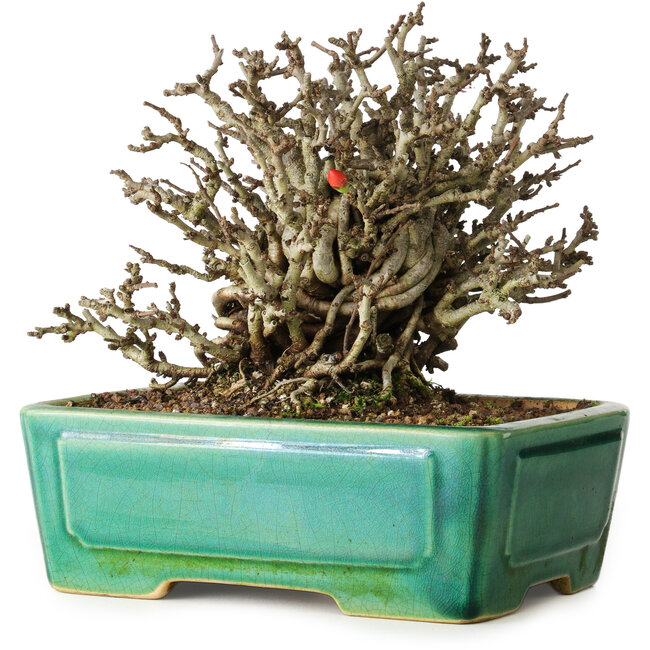 Chaenomeles speciosa Chojubai, 17 cm, ± 25 jaar oud, in een Yixing pot