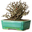Chaenomeles speciosa Chojubai, 17 cm, ± 25 Jahre alt, in einem Yixing-Topf