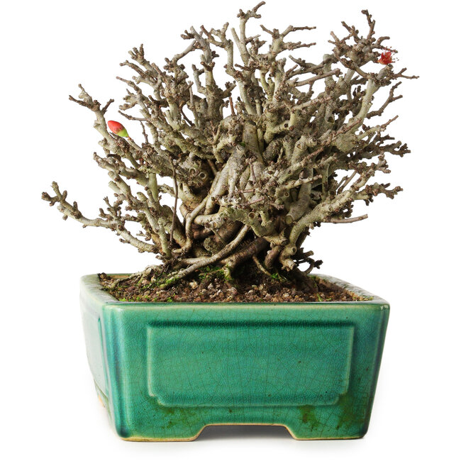 Chaenomeles speciosa Chojubai, 17 cm, ± 25 ans, dans un pot Yixing