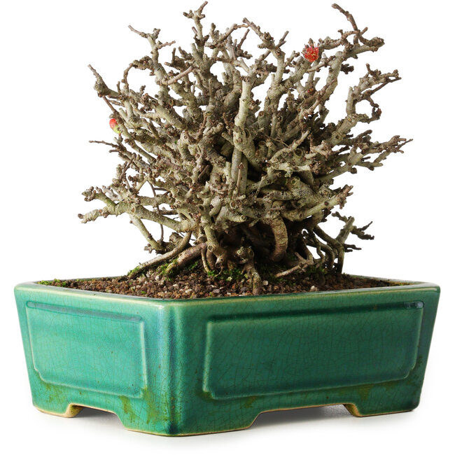 Chaenomeles speciosa Chojubai, 17 cm, ± 25 ans, dans un pot Yixing