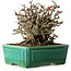 Chaenomeles speciosa Chojubai, 17 cm, ± 25 jaar oud, in een Yixing pot