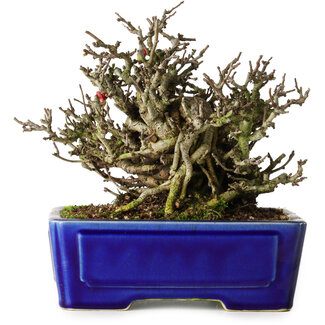 Yixing Chaenomeles speciosa Chojubai, 17 cm, ± 25 anni