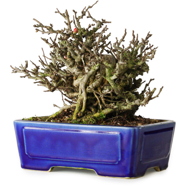 Chaenomeles speciosa Chojubai, 17 cm, ± 25 Jahre alt, in einem Yixing-Topf