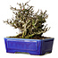 Chaenomeles speciosa Chojubai, 17 cm, ± 25 jaar oud, in een Yixing pot