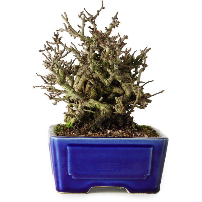 Chaenomeles speciosa Chojubai, 17 cm, ± 25 jaar oud, in een Yixing pot