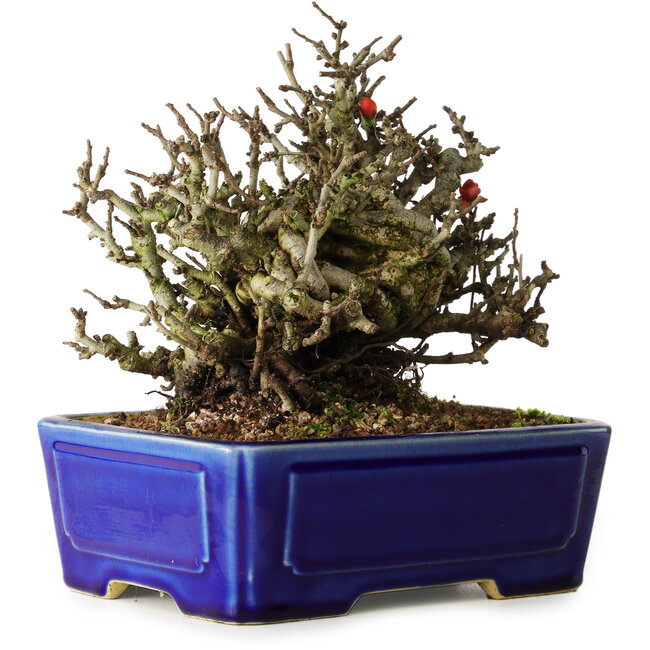 Chaenomeles speciosa Chojubai, 17 cm, ± 25 Jahre alt, in einem Yixing-Topf
