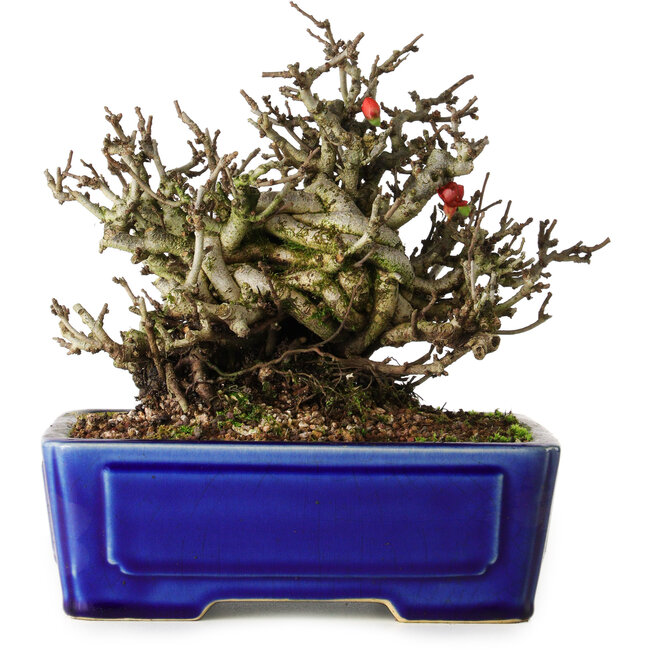 Chaenomeles speciosa Chojubai, 17 cm, ± 25 años, en una olla Yixing