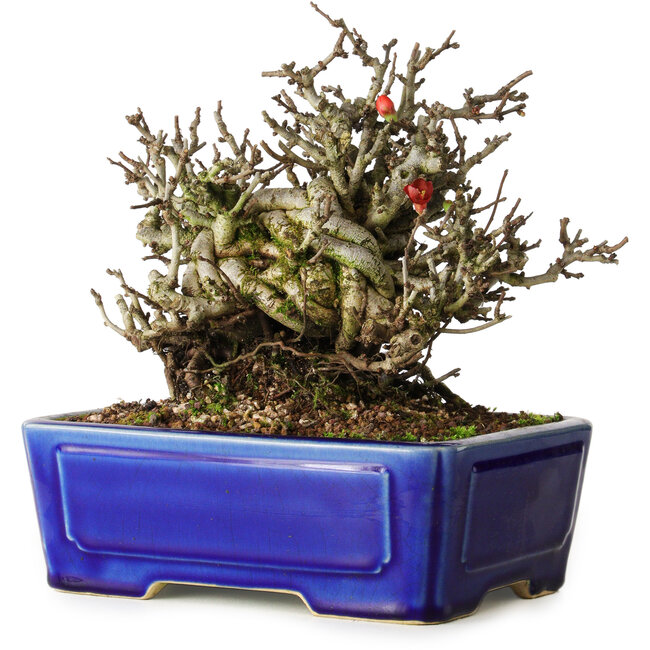 Chaenomeles speciosa Chojubai, 17 cm, ± 25 jaar oud, in een Yixing pot