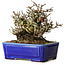 Chaenomeles speciosa Chojubai, 17 cm, ± 25 jaar oud, in een Yixing pot