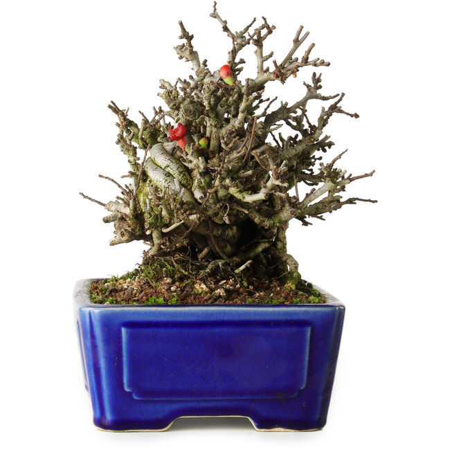 Chaenomeles speciosa Chojubai, 17 cm, ± 25 jaar oud, in een Yixing pot