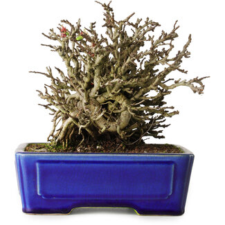 Yixing Chaenomeles speciosa Chojubai, 17 cm, ± 25 anni