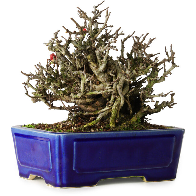 Chaenomeles speciosa Chojubai, 17 cm, ± 25 jaar oud, in een Yixing pot