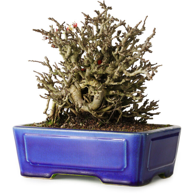 Chaenomeles speciosa Chojubai, 17 cm, ± 25 anni, in un vaso Yixing