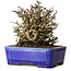 Chaenomeles speciosa Chojubai, 17 cm, ± 25 Jahre alt, in einem Yixing-Topf