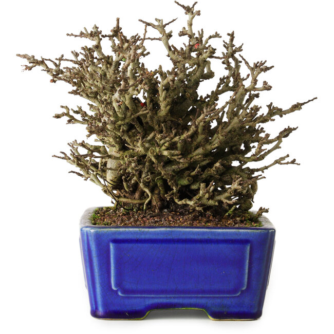 Chaenomeles speciosa Chojubai, 17 cm, ± 25 anni, in un vaso Yixing