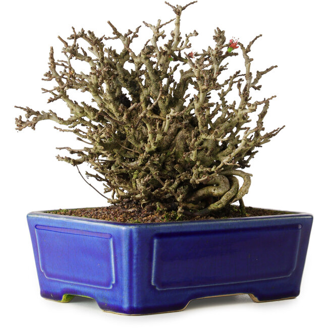 Chaenomeles speciosa Chojubai, 17 cm, ± 25 Jahre alt, in einem Yixing-Topf