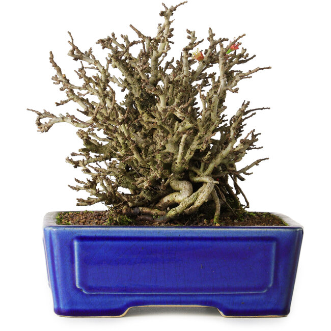 Chaenomeles speciosa Chojubai, 17 cm, ± 25 ans, dans un pot Yixing