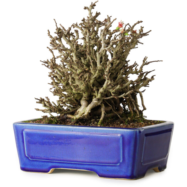 Chaenomeles speciosa Chojubai, 17 cm, ± 25 years old, in a Yixing pot