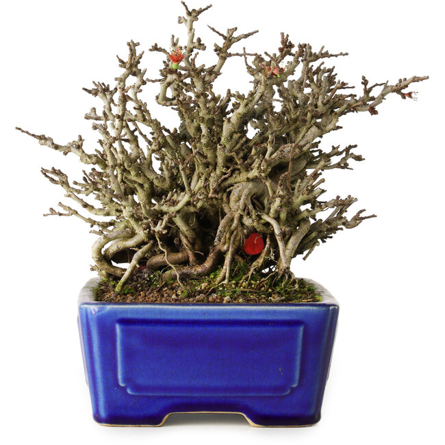 Chaenomeles speciosa Chojubai, 17 cm, ± 25 años, en una olla Yixing