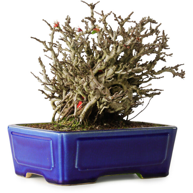 Chaenomeles speciosa Chojubai, 17 cm, ± 25 anni, in un vaso Yixing