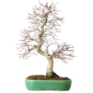 Yixing Acer palmatum Deshojo, 42 cm, ± 12 anni