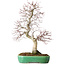 Acer palmatum Deshojo, 42 cm, ± 12 años, en una maceta Yixing