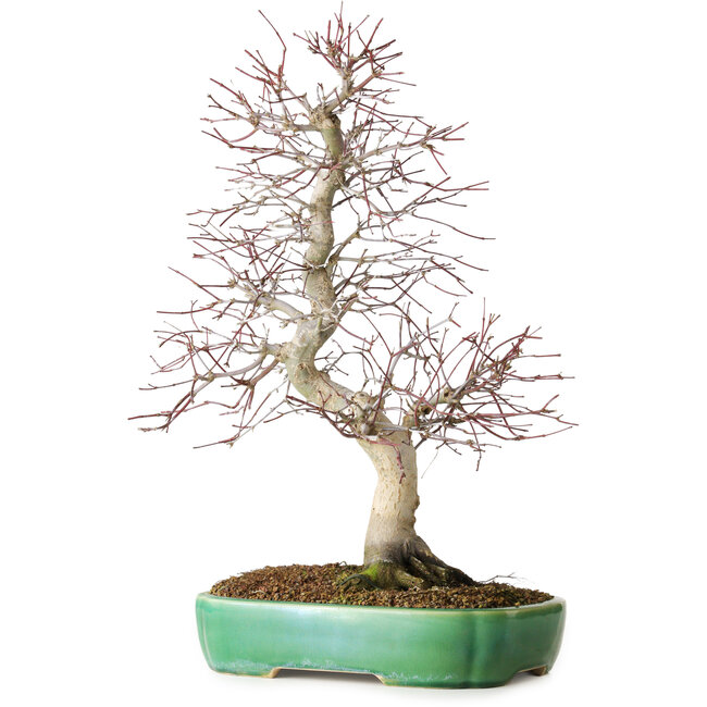 Acer palmatum Deshojo, 42 cm, ca. 12 Jahre alt, in einem Yixing-Topf