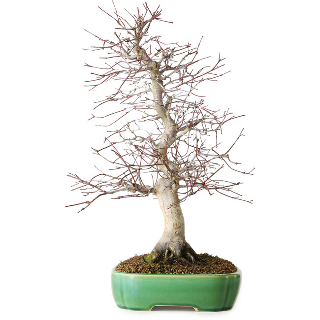 Acer palmatum Deshojo, 42 cm, ± 12 jaar oud, in een Yixing-pot.