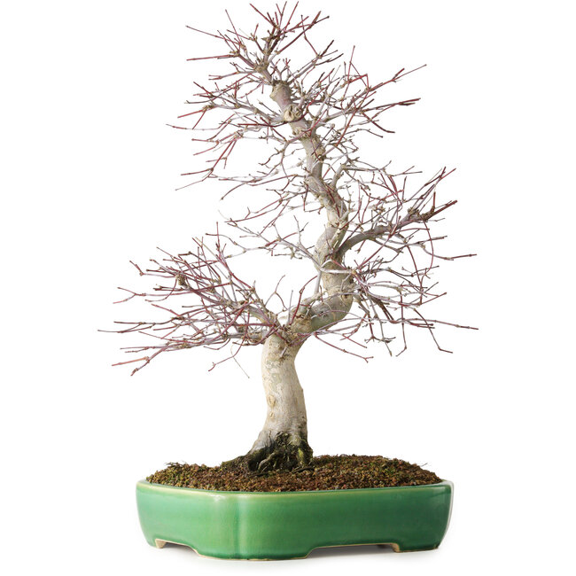 Acer palmatum Deshojo, 42 cm, ± 12 jaar oud, in een Yixing-pot.
