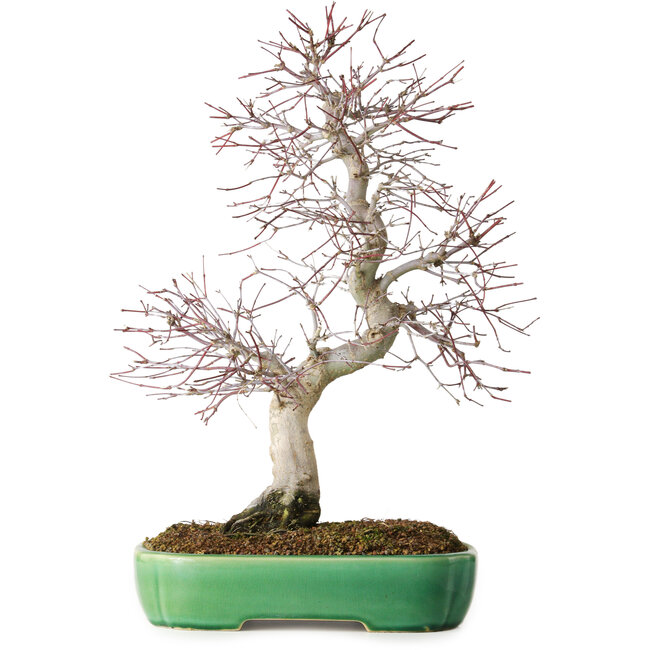 Acer palmatum Deshojo, 42 cm, ± 12 años, en una maceta Yixing