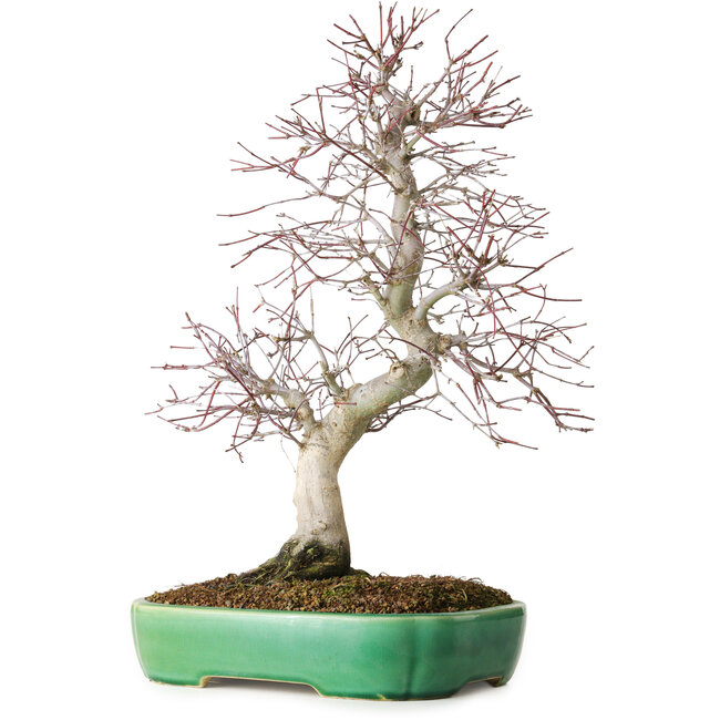 Acer palmatum Deshojo, 42 cm, ± 12 jaar oud, in een Yixing-pot.