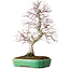 Acer palmatum Deshojo, 42 cm, ± 12 jaar oud, in een Yixing-pot.