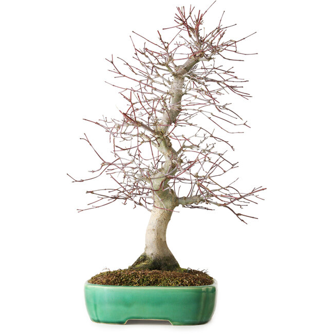 Acer palmatum Deshojo, 42 cm, ± 12 anni, in un vaso Yixing