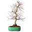 Acer palmatum Deshojo, 42 cm, ± 12 anni, in un vaso Yixing