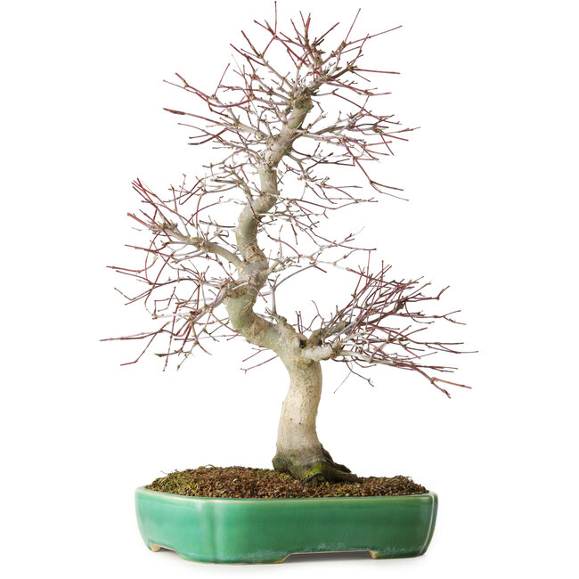 Acer palmatum Deshojo, 42 cm, ca. 12 Jahre alt, in einem Yixing-Topf