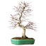 Acer palmatum Deshojo, 42 cm, ± 12 jaar oud, in een Yixing-pot.