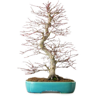Yixing Acer palmatum Deshojo, 42 cm, ± 12 años