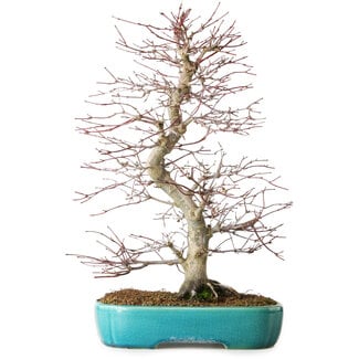 Yixing Acer palmatum Deshojo, 42 cm, ± 12 jaar oud