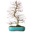 Acer palmatum Deshojo, 42 cm, ca. 12 Jahre alt, in einem Yixing-Topf