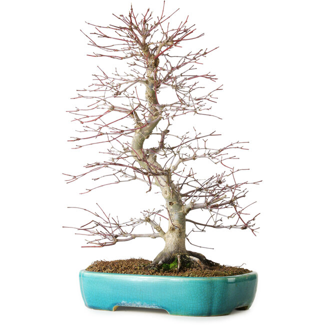 Acer palmatum Deshojo, 42 cm, ± 12 years old, in a Yixing pot