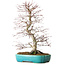 Acer palmatum Deshojo, 42 cm, ± 12 jaar oud, in een Yixing-pot.