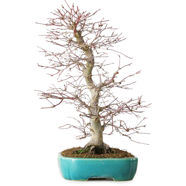 Acer palmatum Deshojo, 42 cm, ± 12 anni, in un vaso Yixing