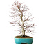Acer palmatum Deshojo, 42 cm, ± 12 anni, in un vaso Yixing